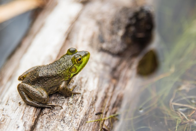 He soñado con un sapo verde, ¿Qué significa esto para la vida del soñador?