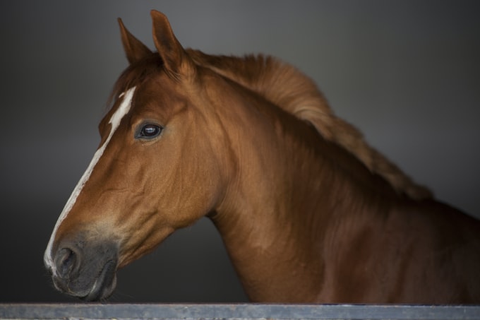 Soñé con un caballo marrón, ¿Qué podría significar esto para mi vida?