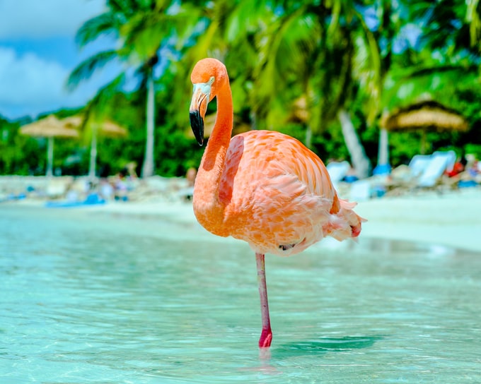 He soñado con flamencos, ¿Qué podría significar esto para mi vida?