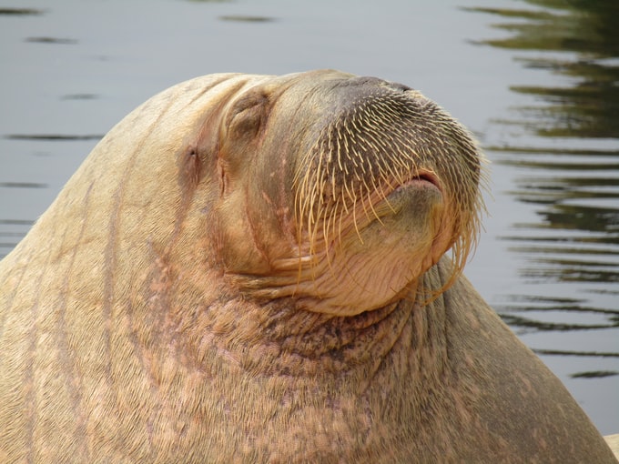 Soñar con una morsa grande o gigante ¿Qué significa?