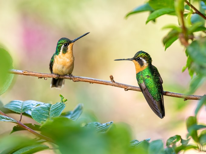 He soñado con un colibrí, ¿Qué puede simbolizar esto en relación a mi vida?