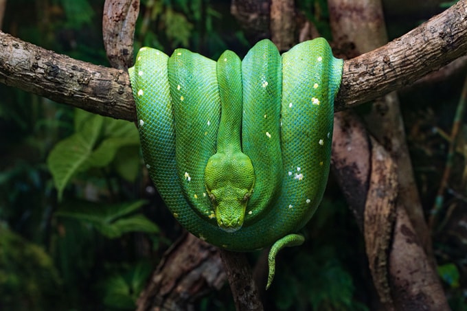 He soñado con una serpiente pitón, ¿Qué significa?¿Es bueno o malo?