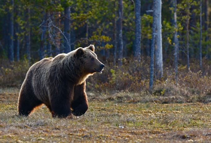 He soñado con un oso, ¿Qué puede simbolizar esta pesadilla para mi vida?