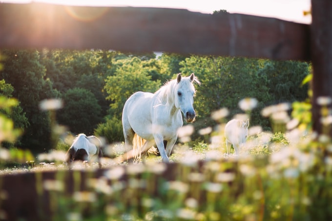 He tenido un sueño con un caballo blanco, ¿Qué puede traer esto a mi vida?