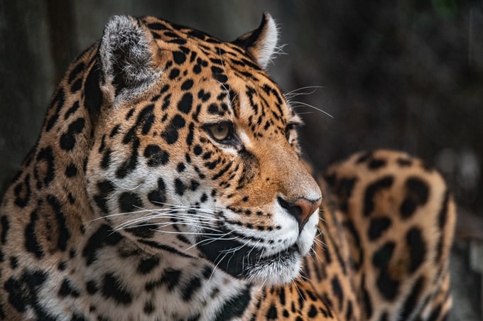 He soñado con un bonito jaguar, ¿Qué significa soñar con este peligroso animal?