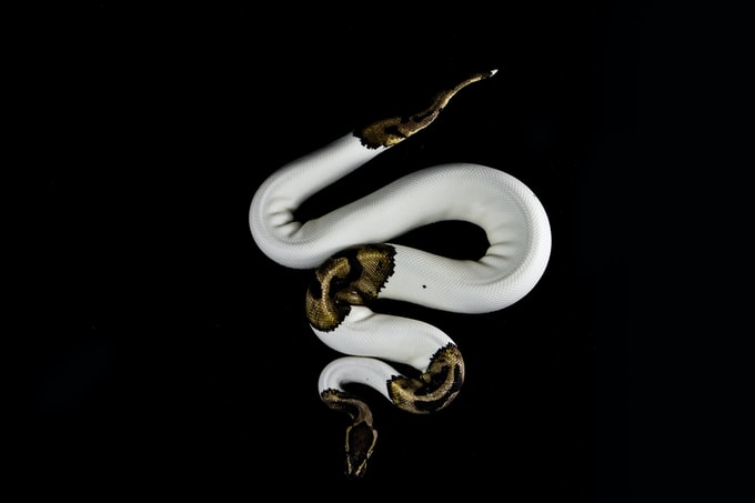 He soñado con una serpiente pequeña, ¿Qué simboliza esto para mi vida?
