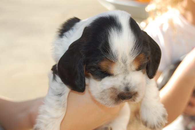 Soñar que tu perra está pariendo cachorros ¿Qué significa?