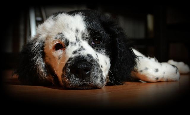 He soñado con un perro herido, ¿Qué significa esta pesadilla en mi vida?