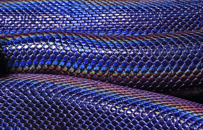Soñé con una serpiente azul, ¿Qué simboliza esto en relación a mi vida?