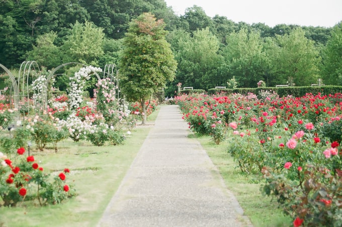 He soñado con un jardín ¿Qué puede significar esto para nuestra vida?