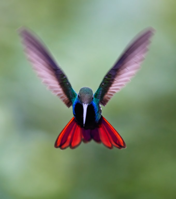 Soñar con un colibrí de color rojo ¿Qué significa?