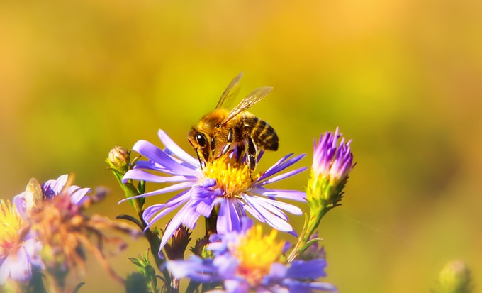 Soñar con el zumbido de una abeja ¿Qué significa?