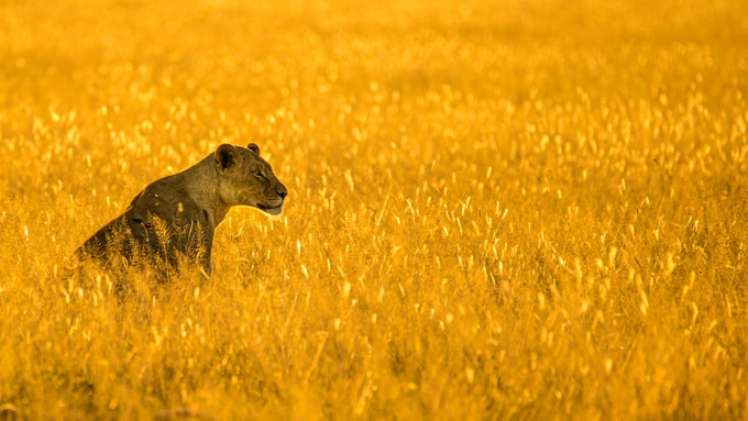 He soñado con una leona ¿Es verdaderamente un sueño tan negativo como parece?