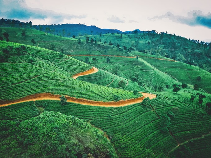 Soñar con una plantación o sembrado ¿Qué significa?