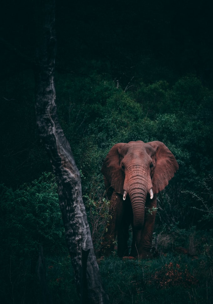 He tenido un sueño con un elefante, ¿Qué significa esto para mi vida?