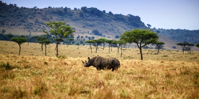 Soñé con un rinoceronte, ¿Qué significado puede esconder este sueño?