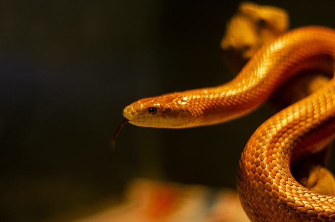 He soñado con una serpiente naranja, ¿Cómo lo interpreto?¿Qué significa?