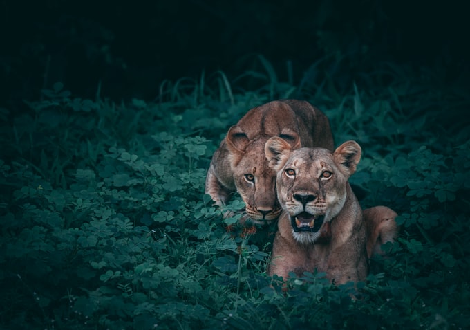 El significado de soñar con animales salvajes sueltos, enjaulados, corriendo... y en otros muchos contextos