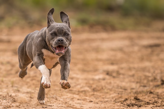 He soñado con un Pitbull, ¿Qué significa esto para la vida del soñador?