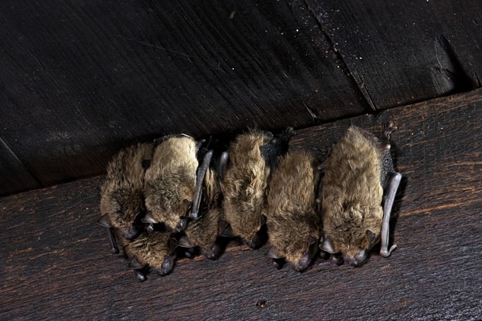 Soñar que ves murciélagos en tu casa ¿Qué significa?