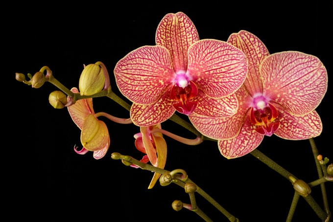 He soñado con flores orquídeas ¿Qué puede significar este bonito sueño?