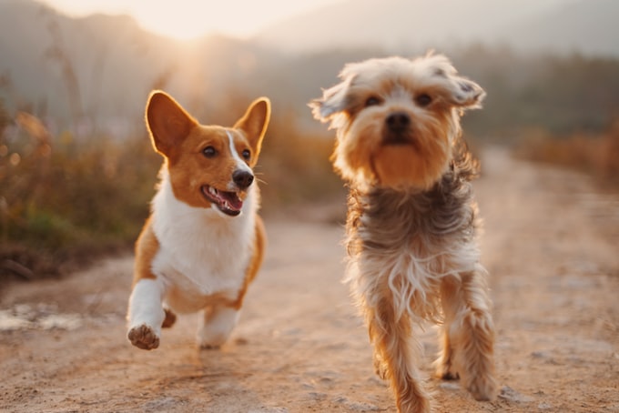 He tenido un sueño con perros, ¿Qué puede anuncia esto para mi vida?