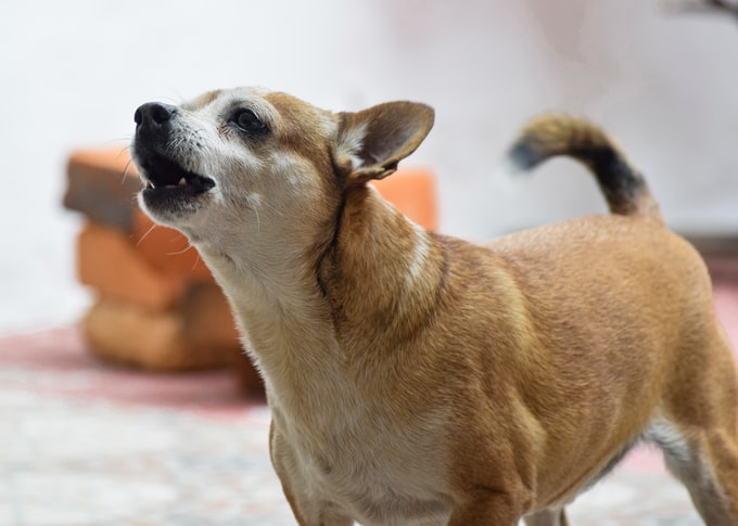 He soñado con un perro muy bravo, ¿Qué puede significar esto para mi vida?