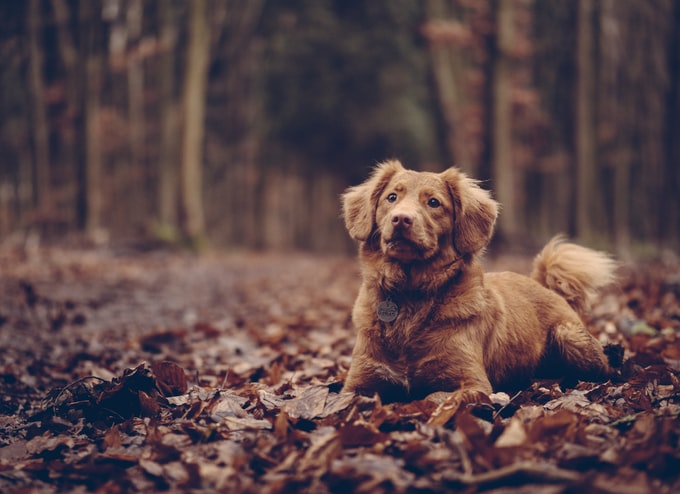 Anoche soñé con un perro marrón, ¿Qué puede traer esto a mi vida?