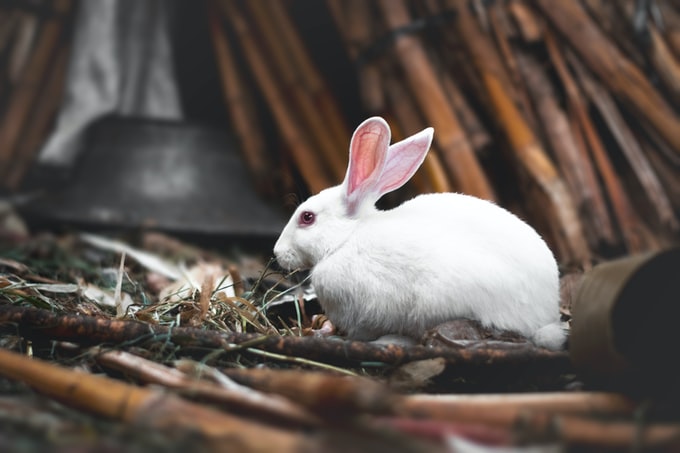 Soñé con un conejo blanco, ¿Qué me intenta decir mi subconsciente?