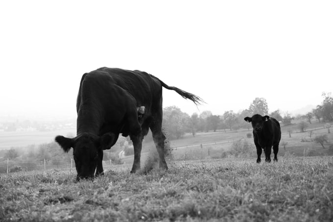 Soñé con una vaca negra, ¿Qué suele significar esto para el soñador?