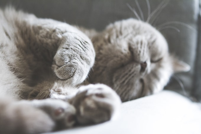 Soñé con un gato gris, ¿Qué significa esto para la vida del soñador?
