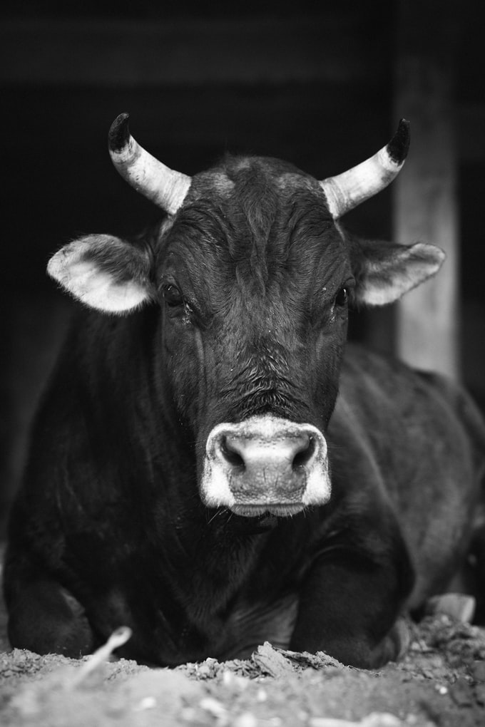 Tuve un sueño donde aparecía un toro, ¿Qué puede simbolizar esto?