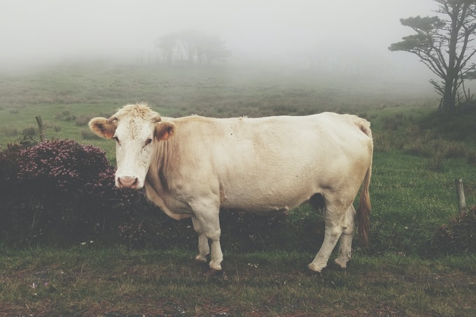 He soñado con una vaca blanca, ¿Cuál es la interpretación de este sueño?