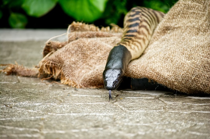 Soñé con una serpiente negra y blanca, ¿Qué puede significar esto?