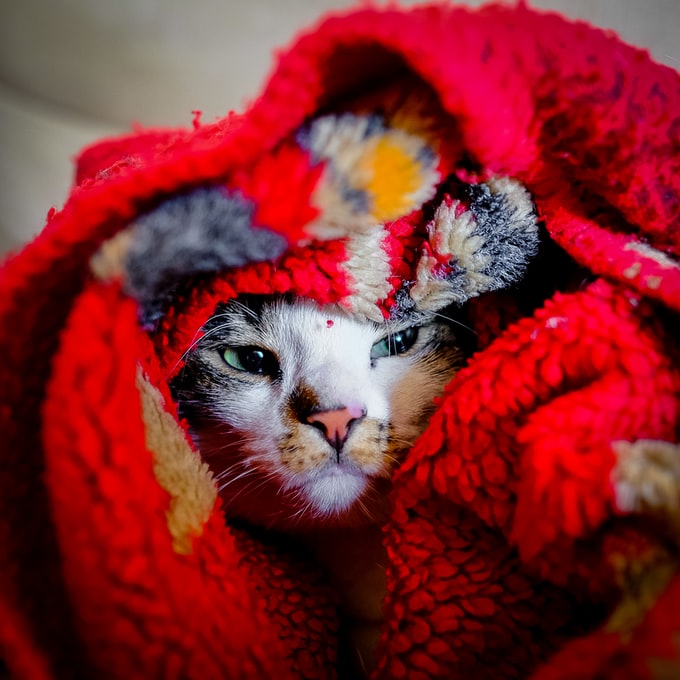 Soñé con un gato enfermo, ¿Qué significa este sueño tan desagradable?