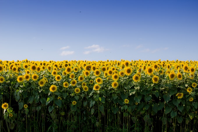 He soñado con bonitos girasoles ¿Qué puede esto significar para mi vida?