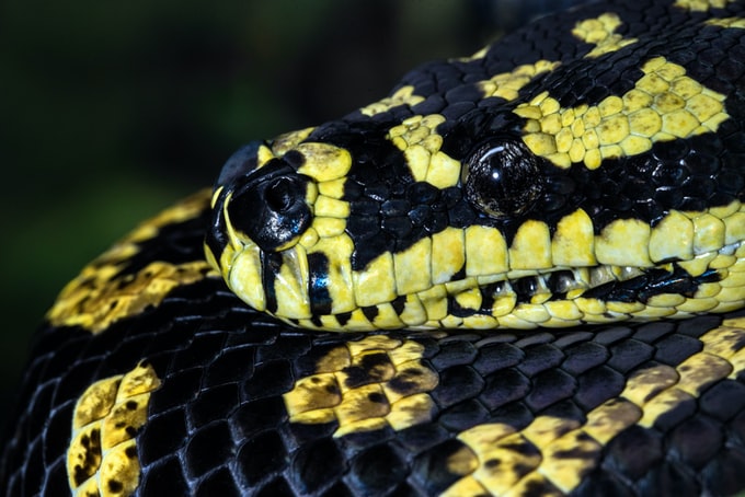 Soñé con una serpiente amarilla y negra, ¿Qué significa esto para la vida del soñador?