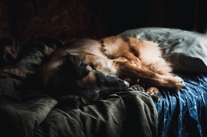 He soñado con un gato muerto ¿Qué significa este terrorífico sueño para mi vida?