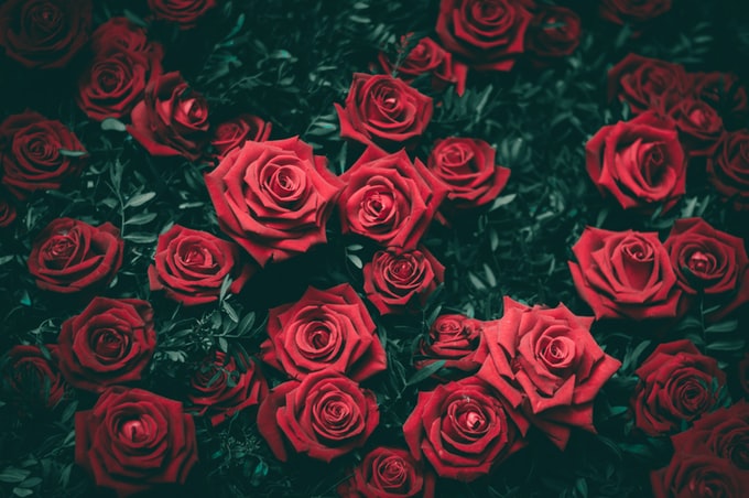 He soñado con rosas rojas, ¿Cómo interpreto esto en relación a mi vida?