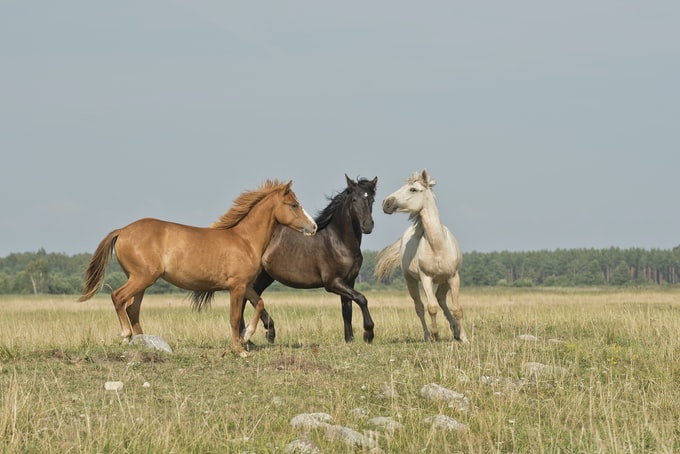 He soñado con caballos, ¿Qué puede traer o anunciar esto para mi vida?