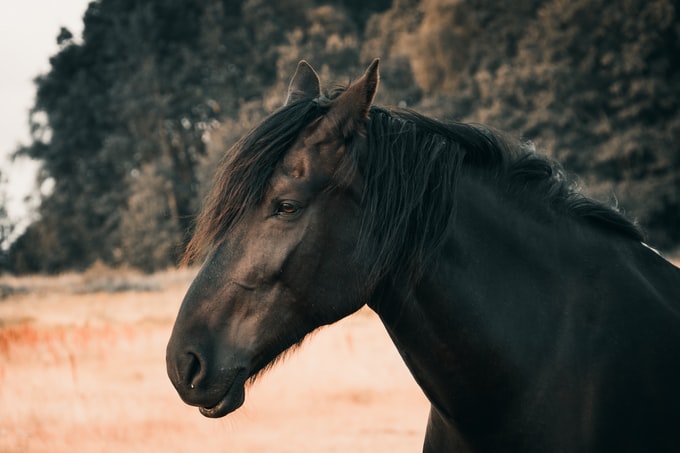 He soñado con un caballo negro ¿Qué me intenta decir mi subconsciente?