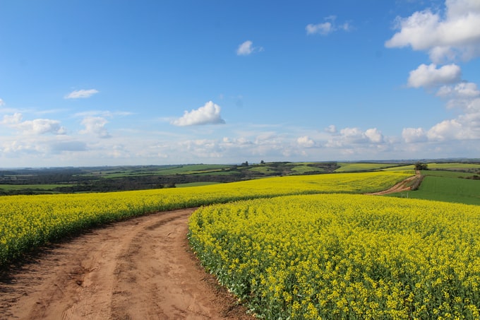 He soñado con el campo, ¿Cómo interpreto este sueño tan raro y extraño?