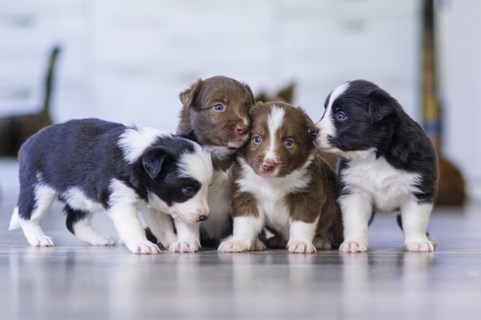 He soñado con un cachorro, ¿Qué significado podría tener esto en mi vida?