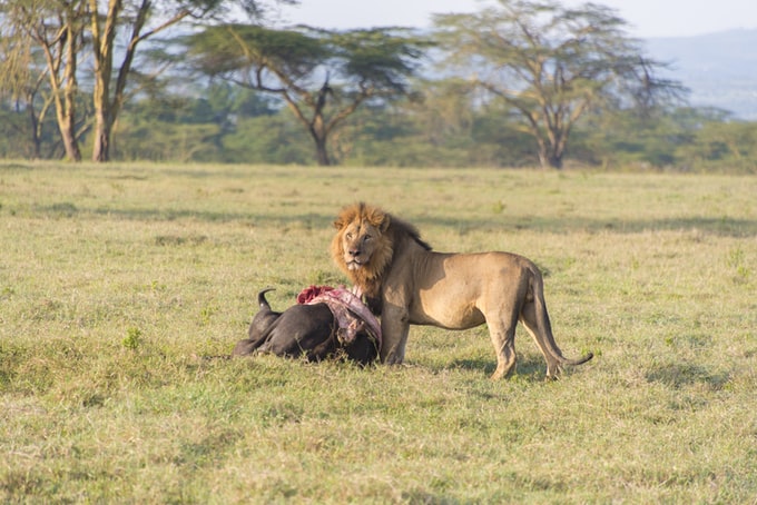 Soñé con un león atacando, ¿Qué significa esto para la vida del soñador?