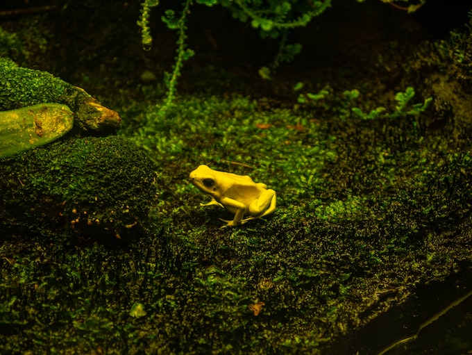 Soñar con muchas ranas amarillas ¿Qué significa?