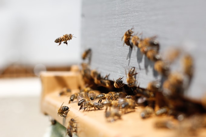 He soñado con abejas, ¿Qué puede traer o anunciar esto para mi vida?