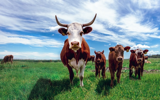 He tenido un sueño con una vaca, ¿Qué anuncia esto para mi vida?