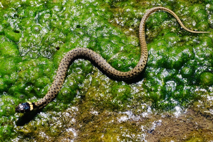 Soñar con una serpiente en el agua ¿Qué significa?