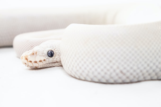 Soñar con una serpiente blanca ¿Qué significa?