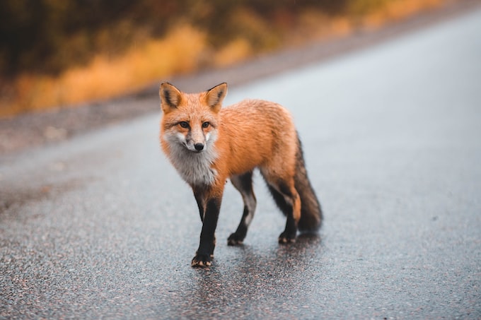 He soñado con un zorro ¿Qué puede significar soñar con este animal?